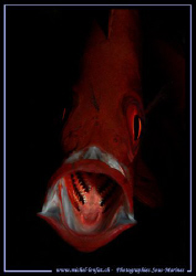 Big mouth :O) by Michel Lonfat 